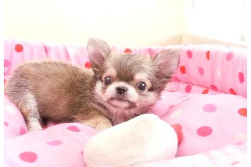 成約済の大阪府のチワワ-4781の2枚目